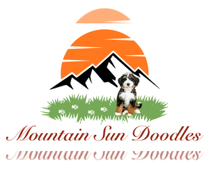 Bernedoodle (Miniature) Dog Breeder near KINGSPORT, TN, USA
