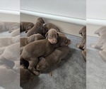 Small #12 Breeder Profile image