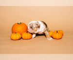 Small #7 Breeder Profile image