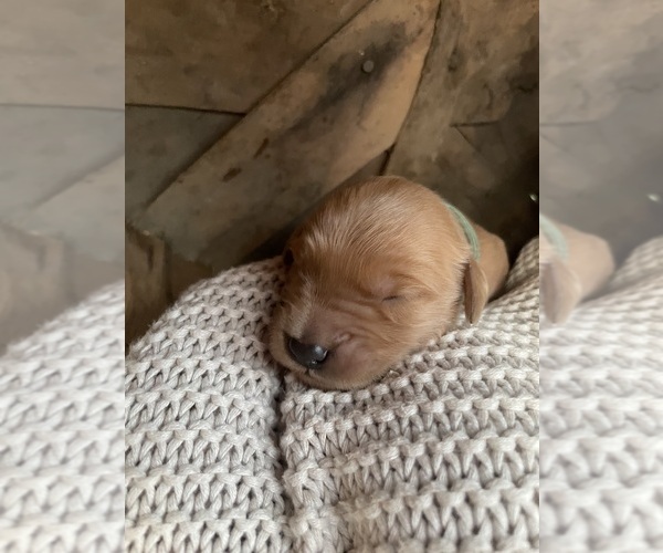 Medium Photo #6  Breeder Profile in SABETHA, KS, USA