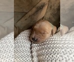Small #5 Breeder Profile image