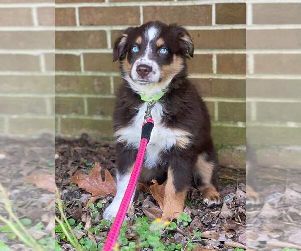 Medium Photo #41  Breeder Profile in HOMERVILLE, GA, USA