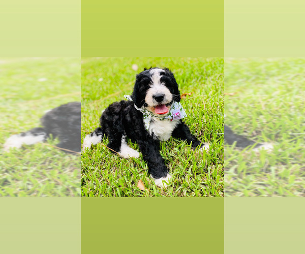 Medium Photo #6  Breeder Profile in FLEMING ISLAND, FL, USA