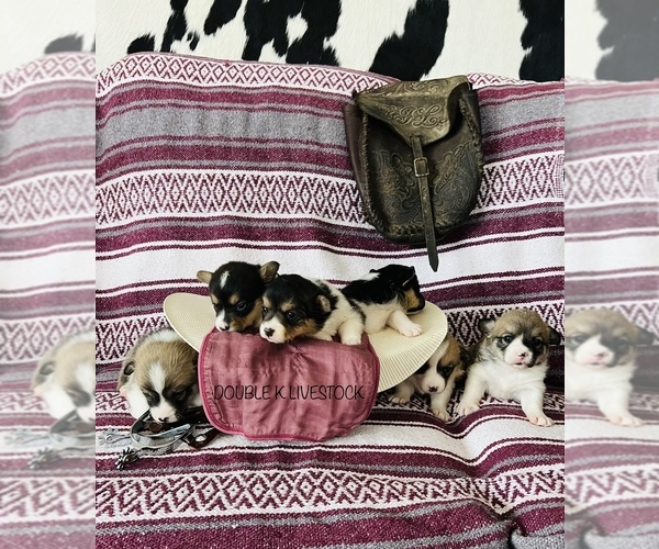 Medium Photo #1  Breeder Profile in MORA, MN, USA