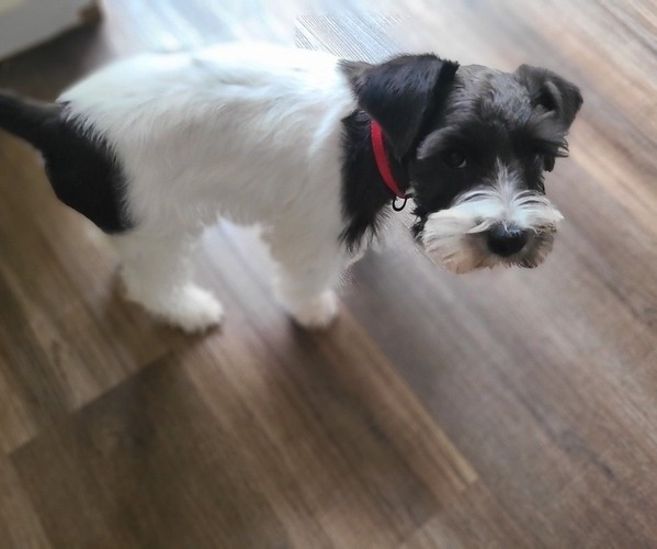 Medium Photo #15  Breeder Profile in LUFKIN, TX, USA