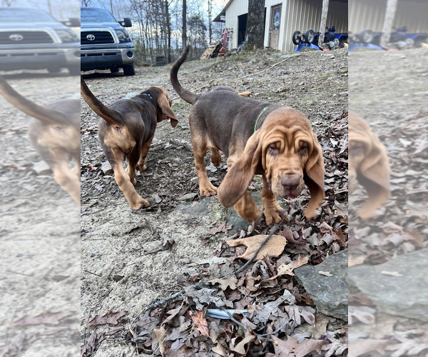 Medium Photo #7  Breeder Profile in UNIONTOWN, AR, USA
