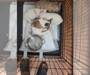 French Bulldog Dog Breeder near ATLANTA, GA, USA
