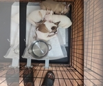 Small breeder photo