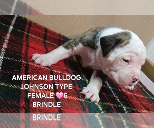 Medium Photo #22  Breeder Profile in SANTA ANA, CA, USA