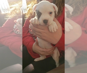 Masti-Bull Dog Breeder near BURNETTSVILLE, IN, USA
