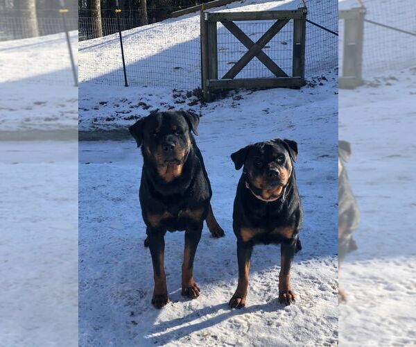 Medium Photo #1  Breeder Profile in BUSKIRK, NY, USA