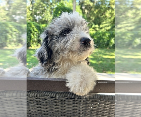 Medium Photo #2  Breeder Profile in LAKELAND, FL, USA