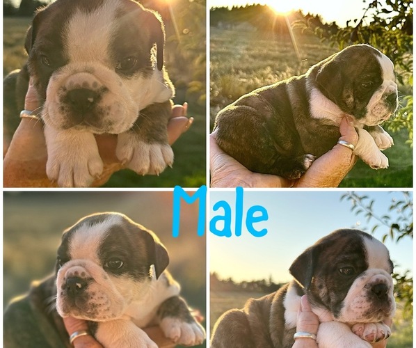 Medium Photo #11  Breeder Profile in SALEM, OR, USA