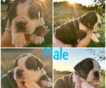 Small #10 Breeder Profile image