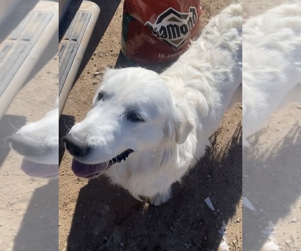 Medium Photo #9  Breeder Profile in PRITCHETT, CO, USA