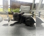Small #21 Breeder Profile image