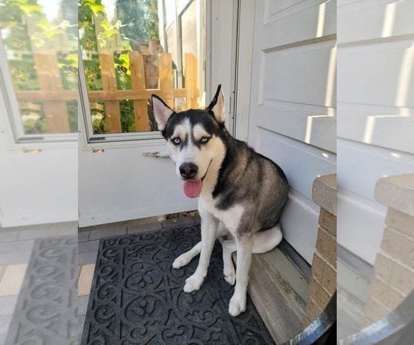 Medium Photo #1  Breeder Profile in LINDENHURST, IL, USA