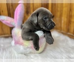 Small #54 Breeder Profile image