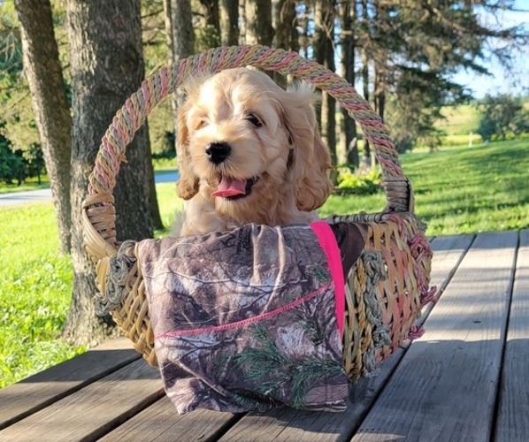Medium Photo #1  Breeder Profile in WITHEE, WI, USA