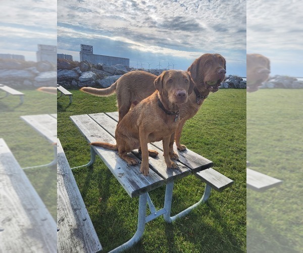 Medium Photo #58  Breeder Profile in BUFFALO, NY, USA