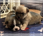Small #72 Breeder Profile image