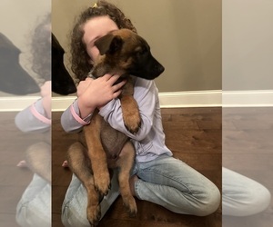 Belgian Malinois Dog Breeder near ATHENS, AL, USA