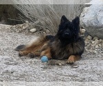 Small #190 Breeder Profile image