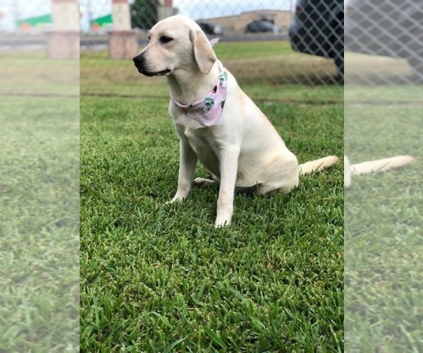 Medium Photo #1  Breeder Profile in LOVELADY, TX, USA