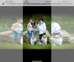 Small Photo #20  Breeder Profile in BETHANY, CT, USA