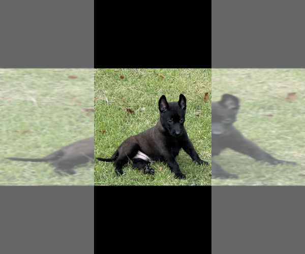 Medium Photo #11  Breeder Profile in AIKEN, SC, USA