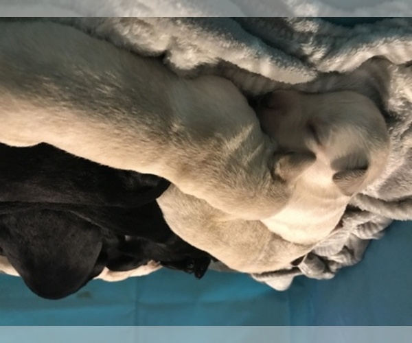 Medium Photo #1  Breeder Profile in TROY, OH, USA