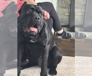 Cane Corso Dog Breeder near HIGHLAND HEIGHTS, OH, USA