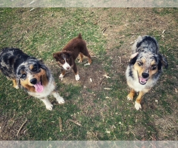 Medium Photo #2  Breeder Profile in MUNFORDVILLE, KY, USA