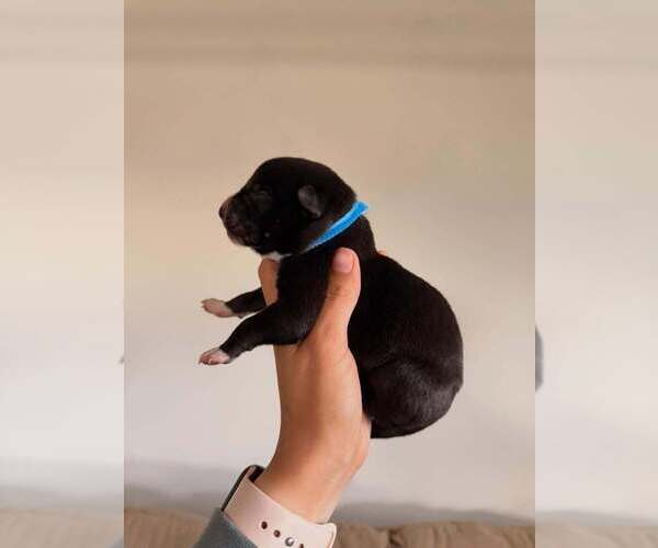 Medium Photo #9  Breeder Profile in INDIO, CA, USA