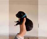 Small #8 Breeder Profile image