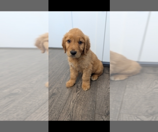 Medium Photo #5  Breeder Profile in ELVERTA, CA, USA
