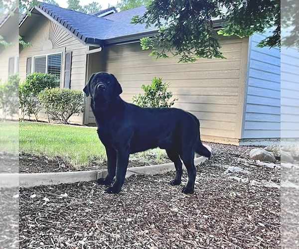 Medium Photo #4  Breeder Profile in REDDING, CA, USA