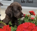 Small breeder photo