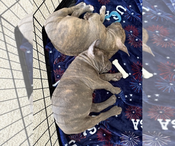 Medium Photo #2  Breeder Profile in PALM COAST, FL, USA