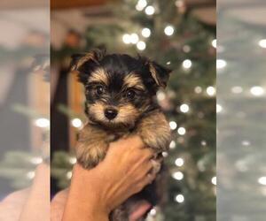 Morkie-Yorkshire Terrier Mix Dog Breeder near CENTENNIAL, CO, USA