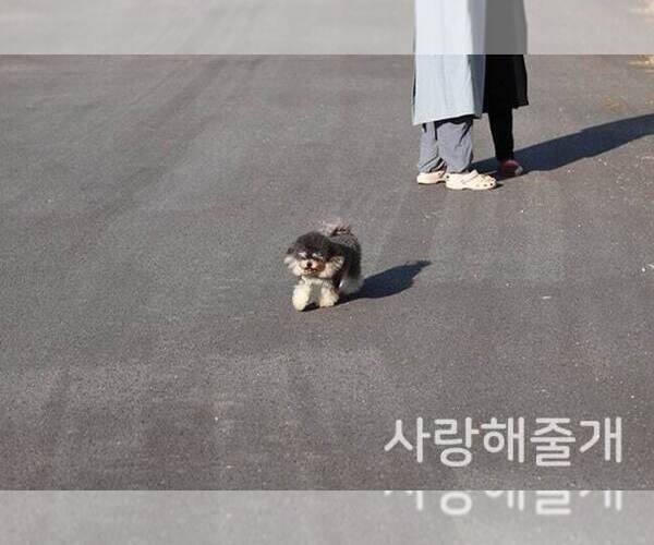 Medium Photo #10  Breeder Profile in Uijeongbu-si, Gyeonggi-do, Korea, South