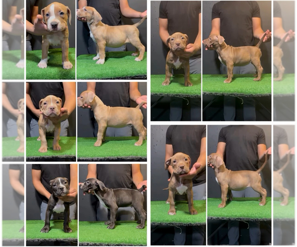 Medium Photo #1  Breeder Profile in NEW CASTLE, PA, USA