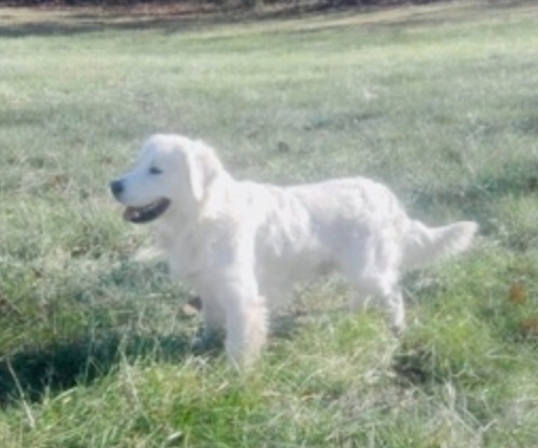 Medium Photo #1  Breeder Profile in NORWOOD, MO, USA