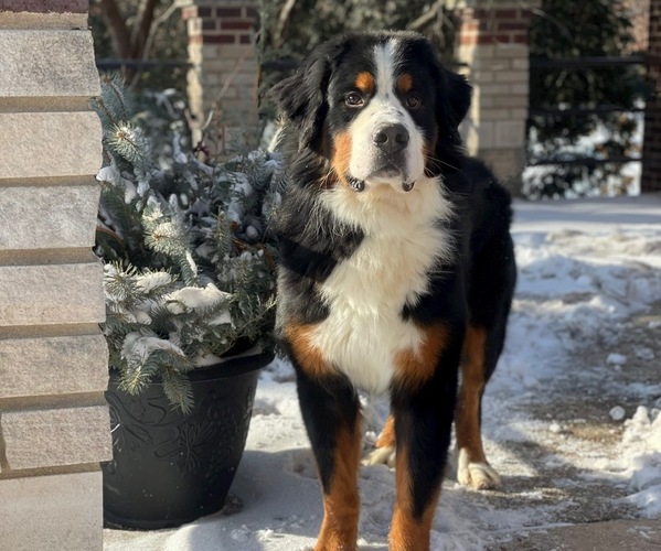 Medium Photo #1  Breeder Profile in WOLCOTT, IN, USA