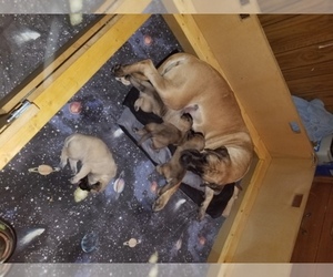 Main photo of Mastiff Dog Breeder near STREAMWOOD, IL, USA