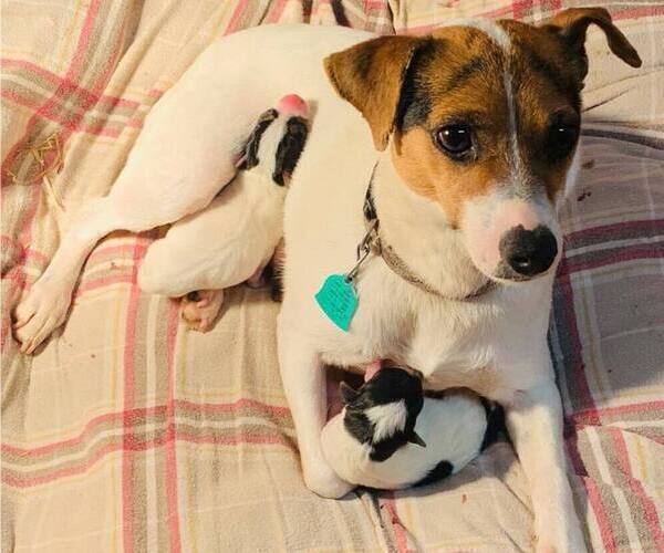 Medium Photo #13  Breeder Profile in KINGSVILLE, MO, USA