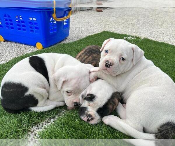 Medium Photo #1  Breeder Profile in MIAMI, FL, USA