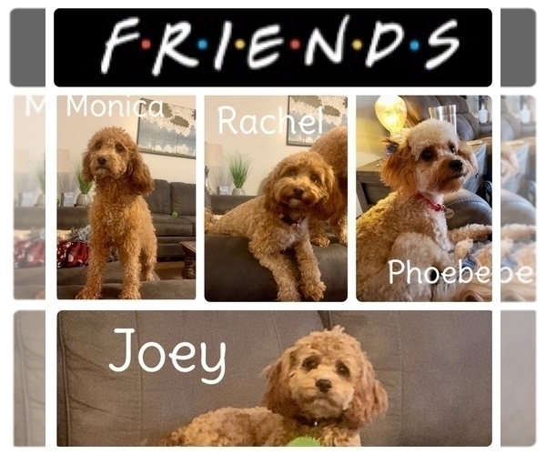 Medium Photo #1  Breeder Profile in EL RENO, OK, USA