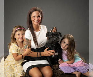 American Staffordshire Terrier Dog Breeder near VILONIA, AR, USA