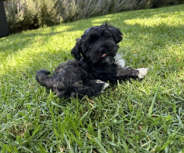Medium Photo #1  Breeder Profile in BRISBANE, CA, USA